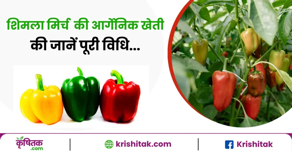 Shimla Mirch Ki Organic Kheti