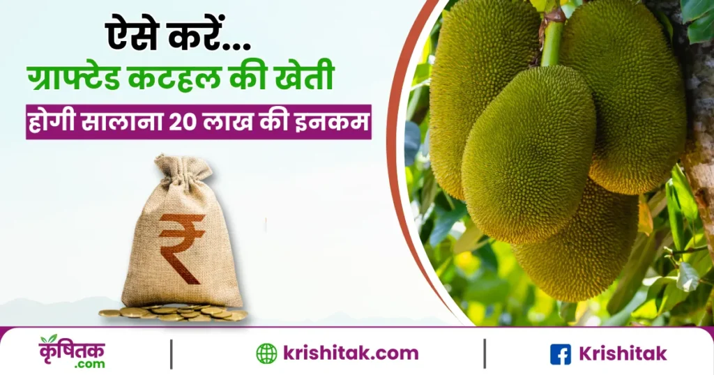 Grafted Jackfruit: