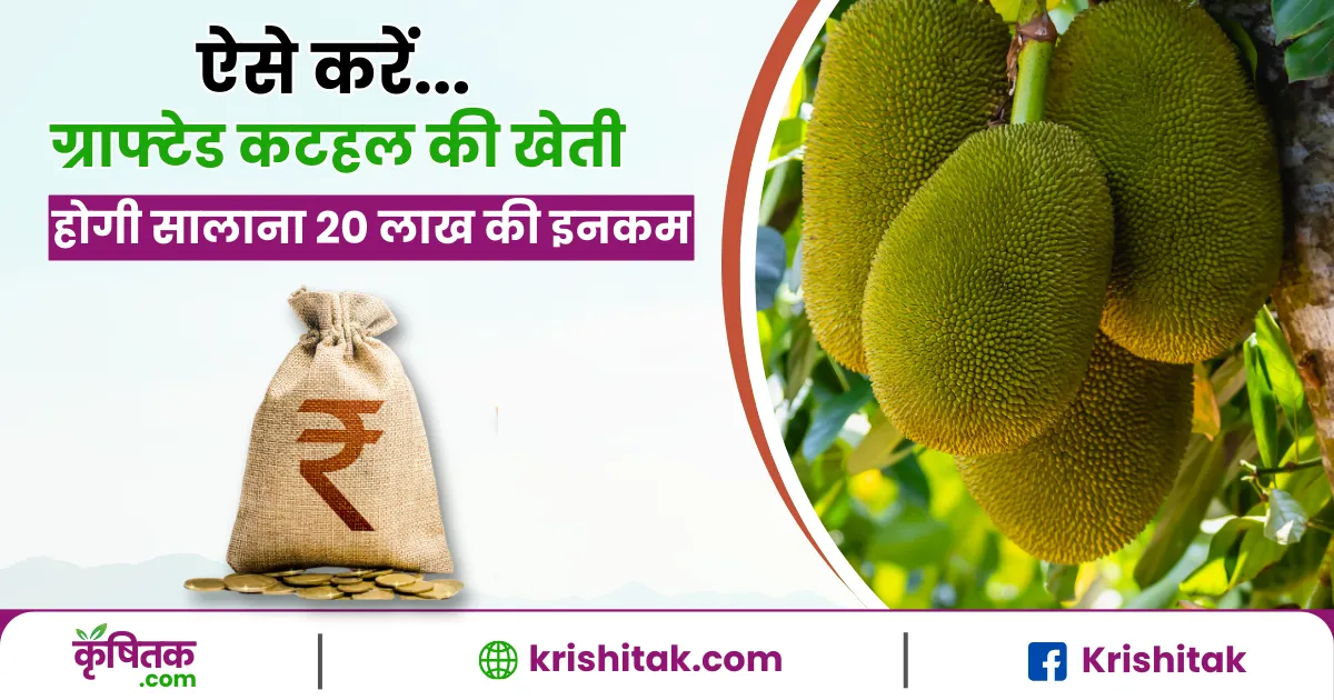 Grafted Jackfruit:
