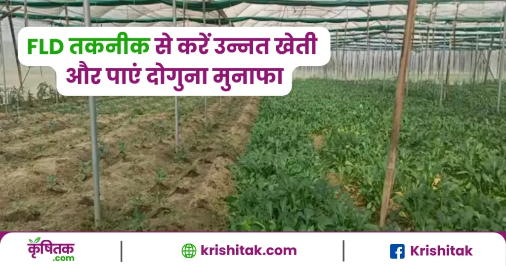 FLD तकनीक