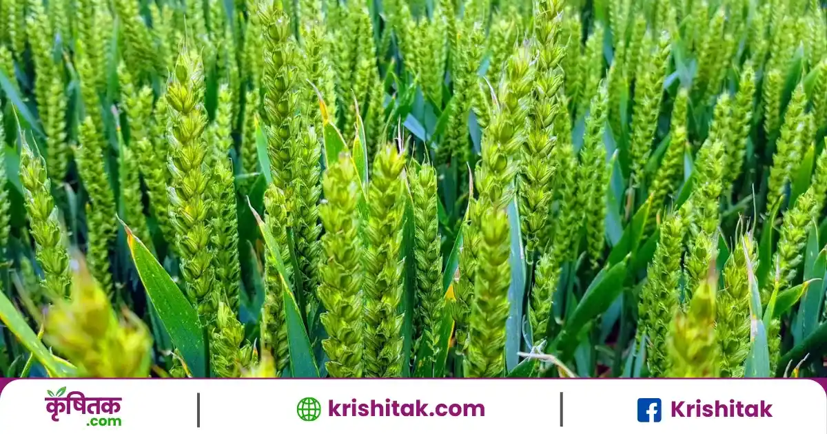 फरवरी का गर्म महिना किसानों के लिए खतरा? गेहूं और सरसों की फसल पर संकट के बादल!