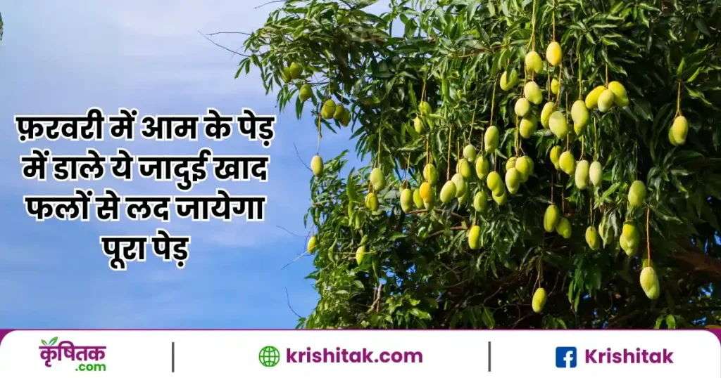 Mango Plant Fertilizer