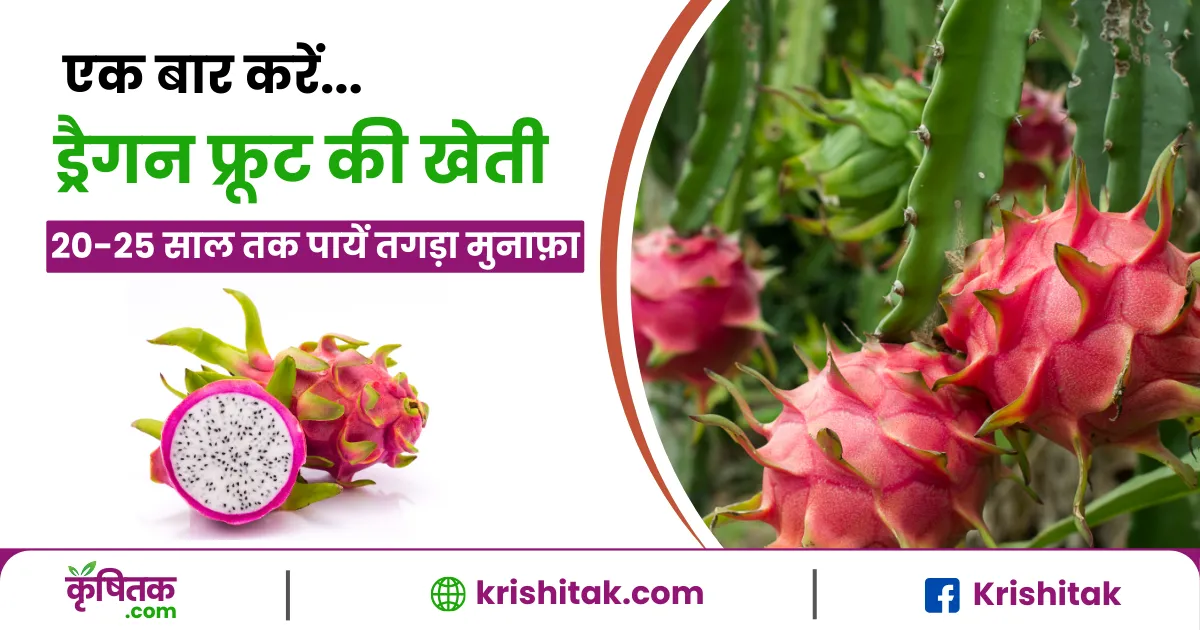 Dragon fruit farming
