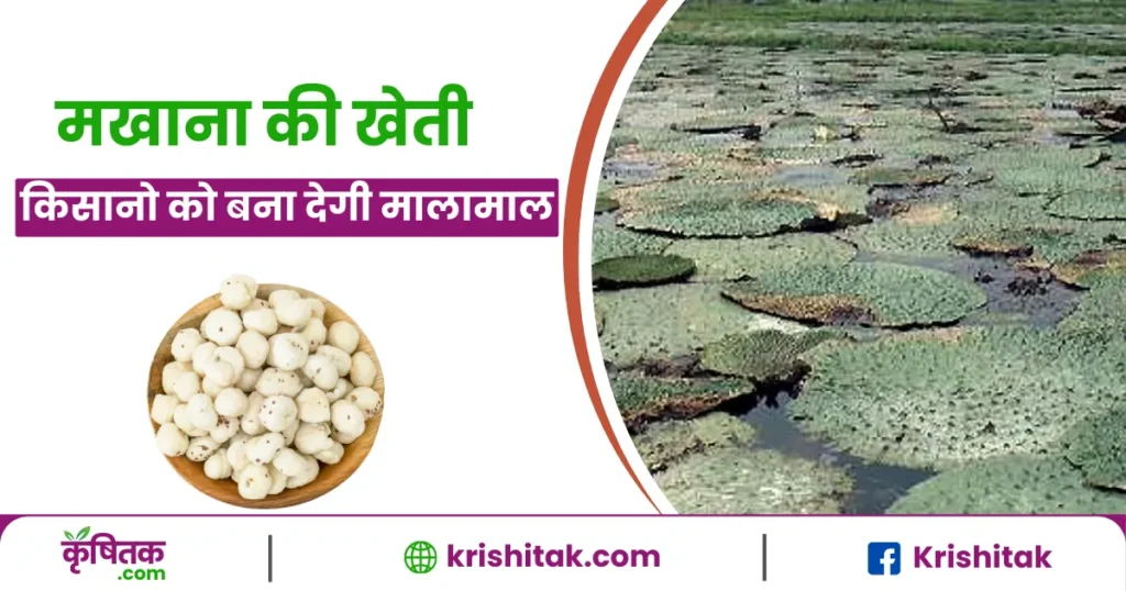 Makhana ki kheti