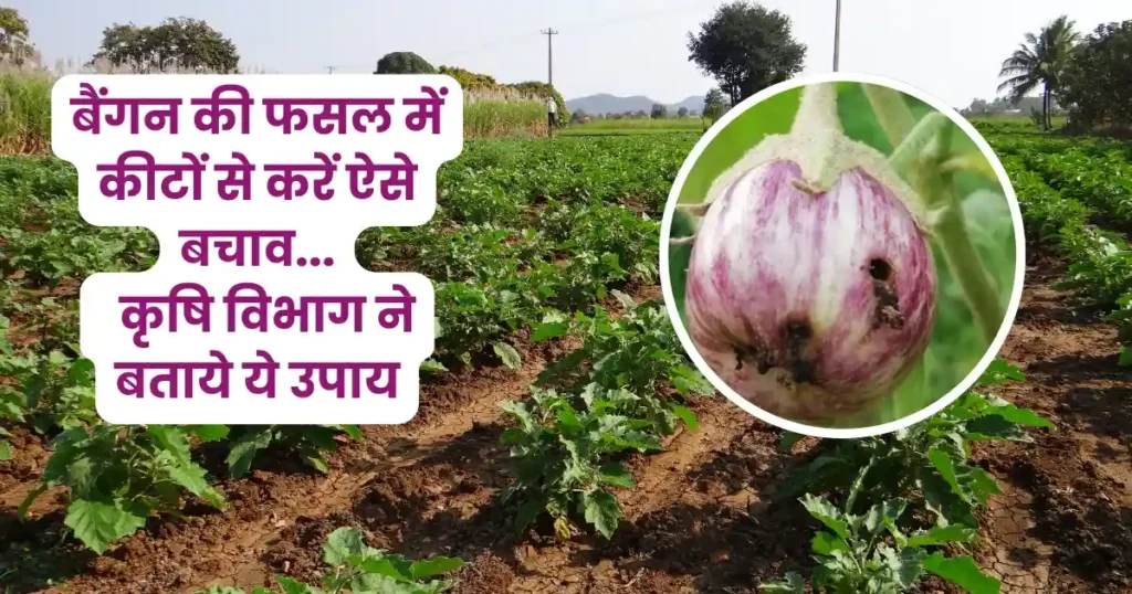 बैंगन की फसल में व्हाइट फ्लाई का प्रकोप