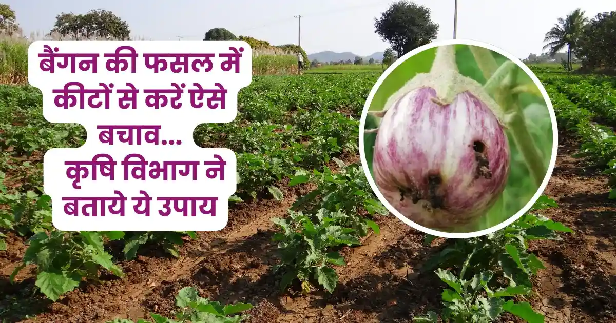 बैंगन की फसल में व्हाइट फ्लाई का प्रकोप