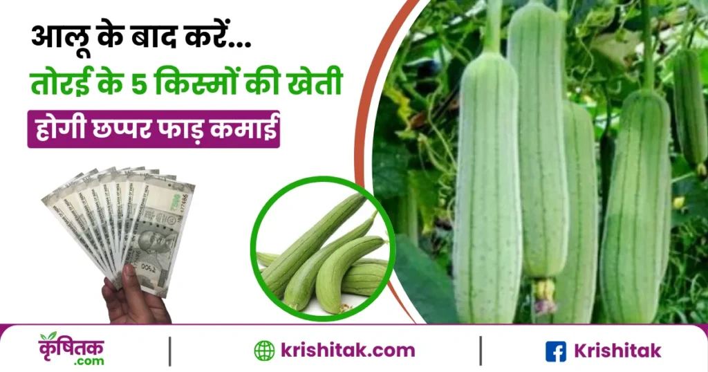 Torai Ki Kheti