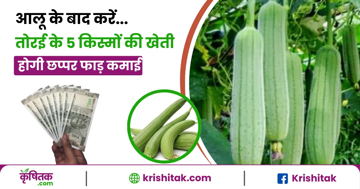 Torai Ki Kheti