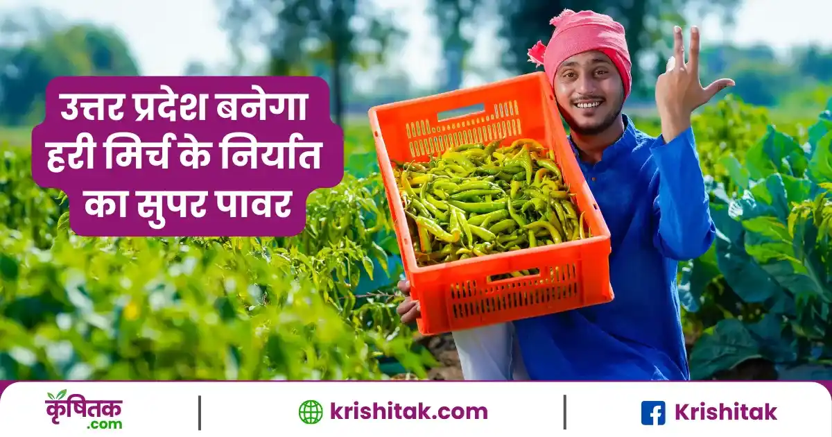 मिर्च निर्यात यूपी