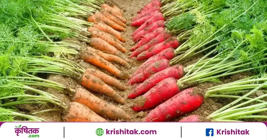 Gajar Ki Kheti