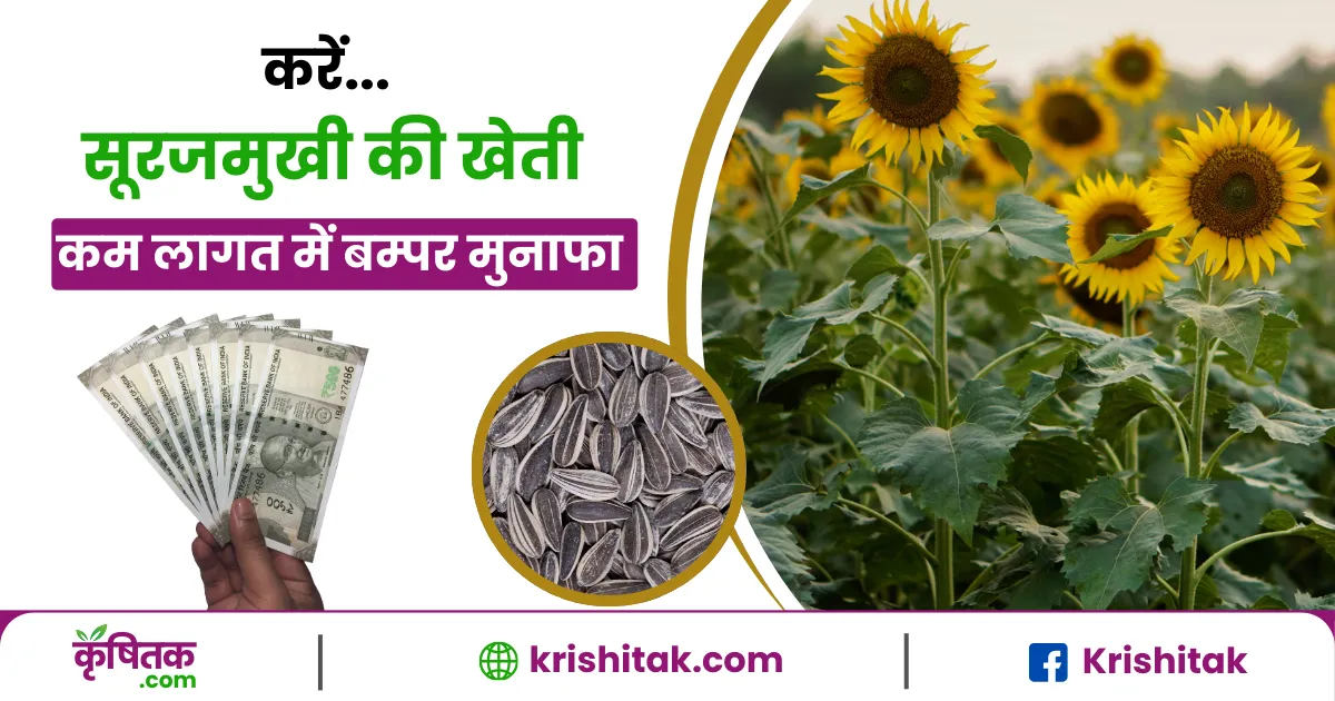 Sunflower ki kheti