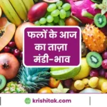 Fruits Mandi Bhav