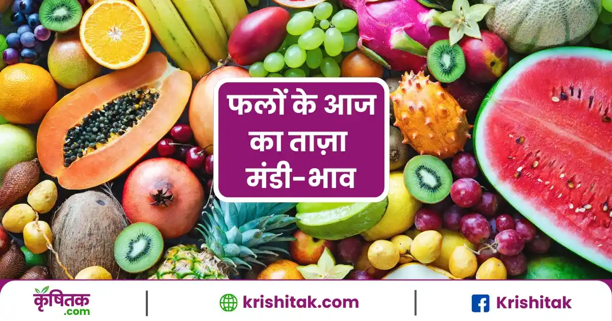 Fruits Mandi Bhav