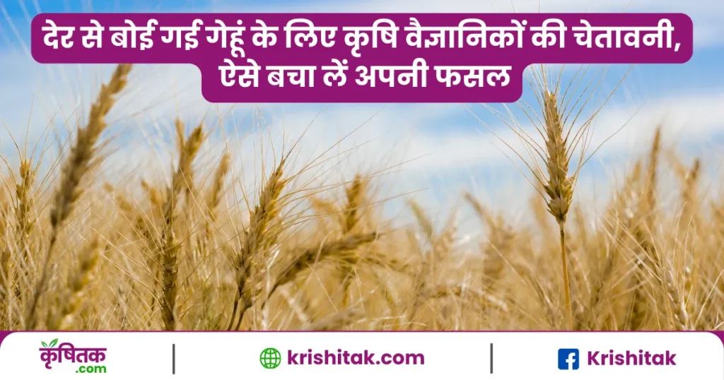 देर से गेहूं बोने वालों के लिए खतरे की घंटी! वैज्ञानिकों की ये सलाह बचा सकती है आपकी फसल