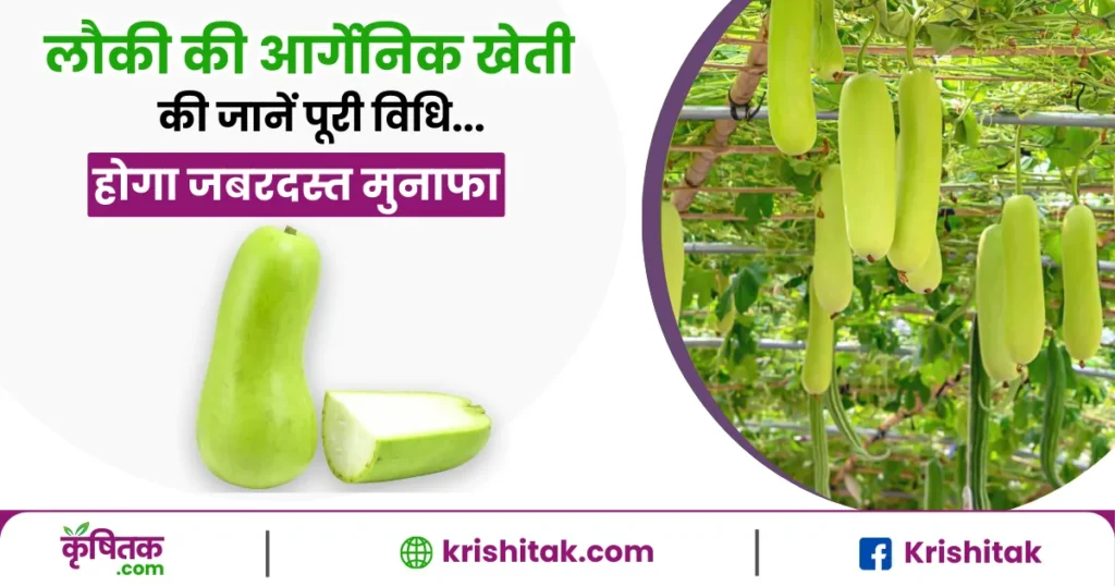 जानें लौकी की ऑर्गेनिक खेती कैसे करें? और पायें बम्पर मुनाफा (Organic Bottle Gourd Farming Guide)
