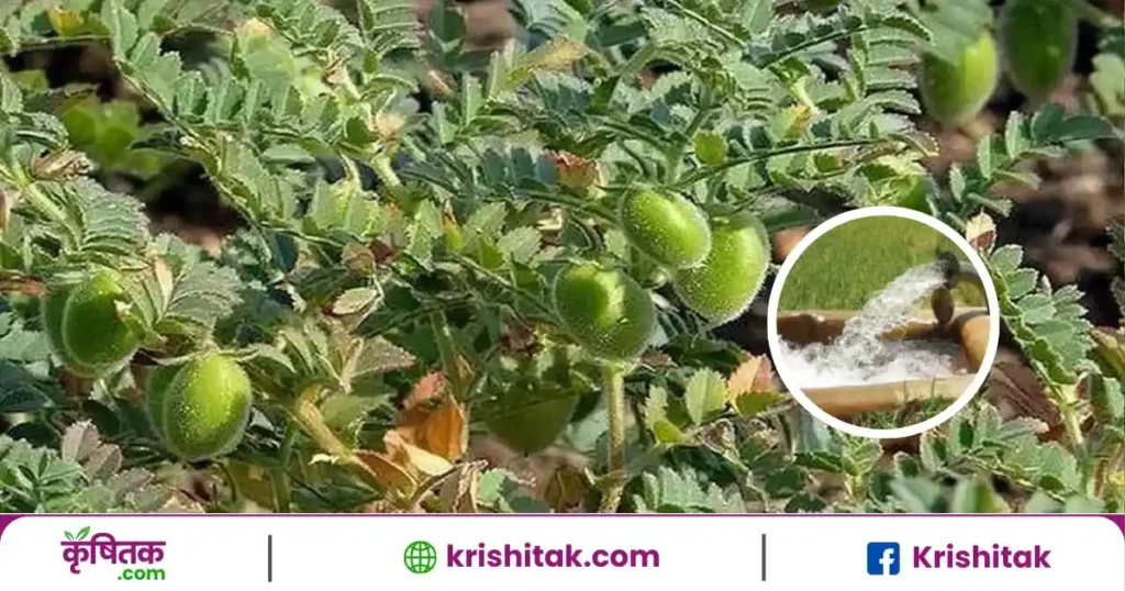 Irrigation Management of Gram Farming