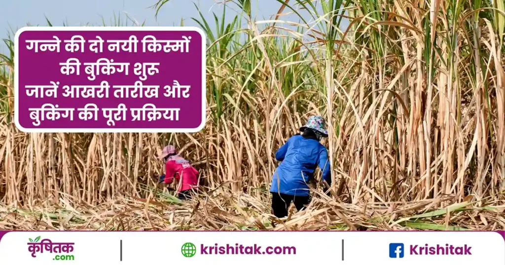 गन्ने की खेती करने वाले किसानों के लिए खुशखबरी! दो नई उन्नत किस्मों के बीज की 3 फरवरी से बुकिंग शुरू