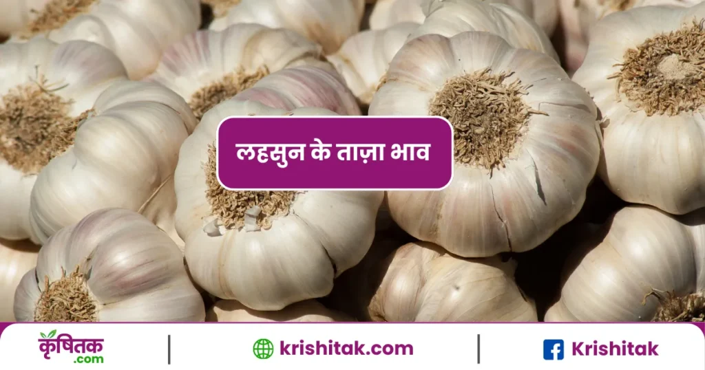 Garlic Mandi Price