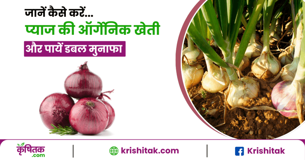 Pyaj Ki Organic Kheti