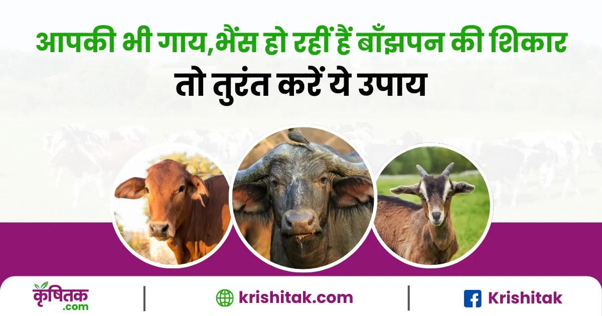 How to prevent infertility in animals