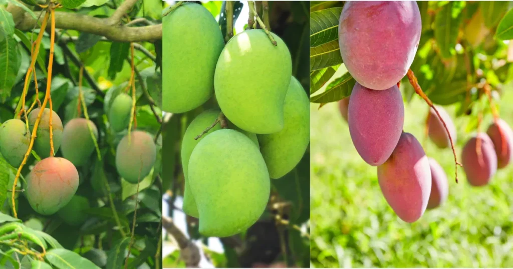 Variety of mango