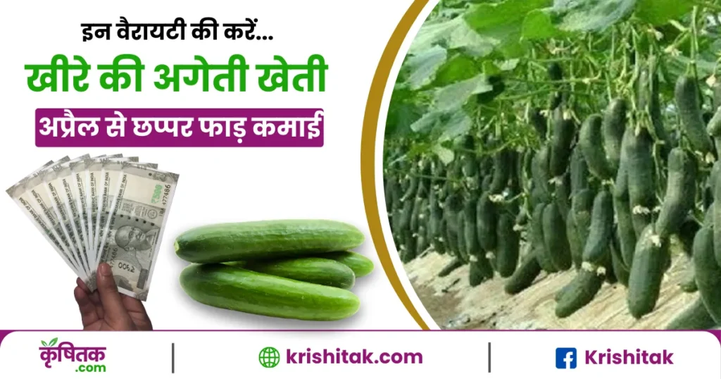 Cucumber Cultivation Tips