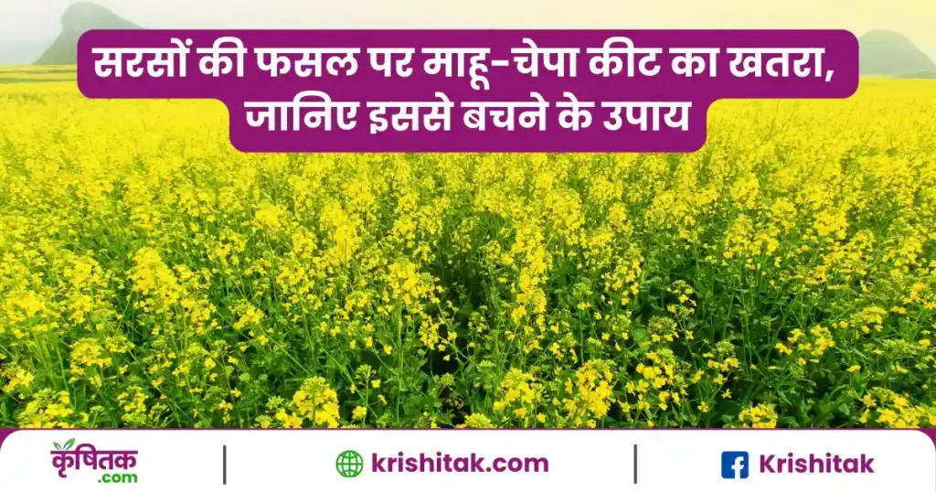 Musturd Crop Tips