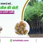 malabar Neem ki kheti