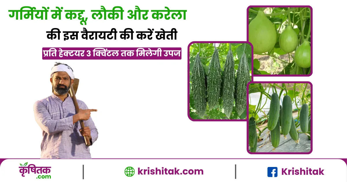 गर्मी में करें कद्दू और करेला की इस वैरायटी की खेती, होगी शानदार पैदावार और जबरदस्त कमाई!