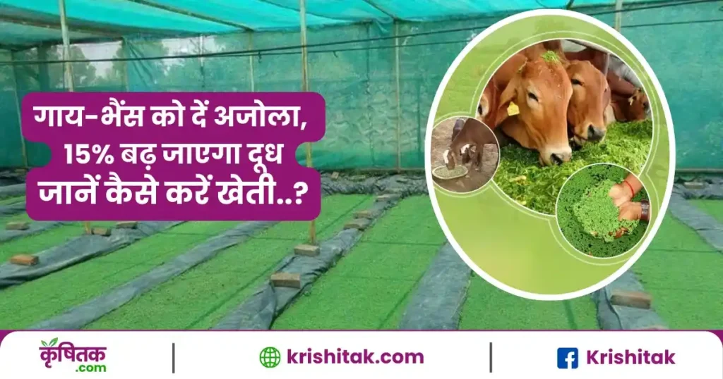 Azolla Ghas ke Fayde