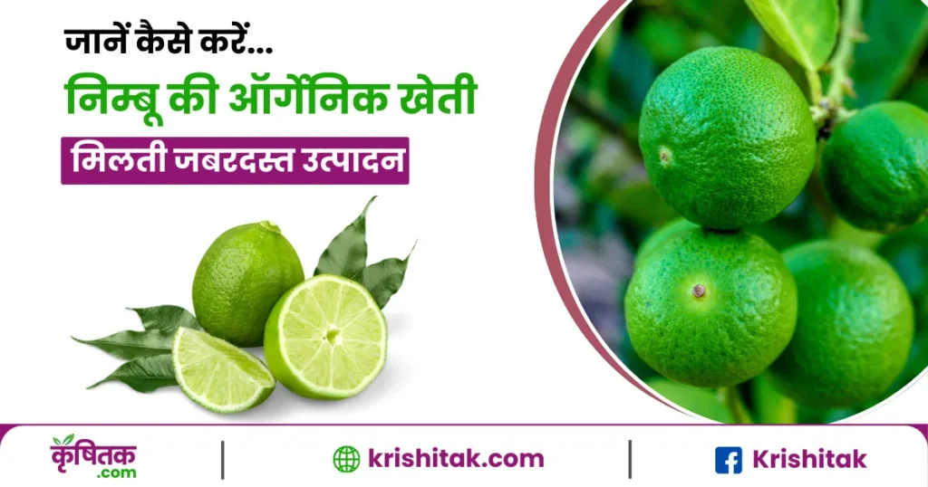 Nimbu Ki Organic Kheti