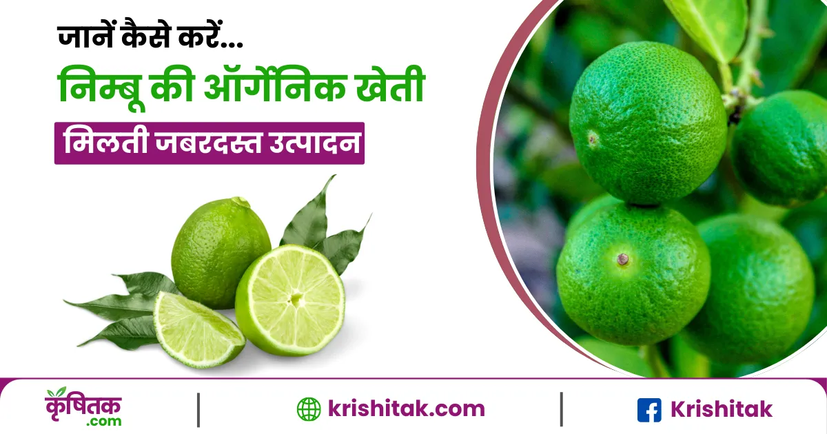 Nimbu Ki Organic Kheti