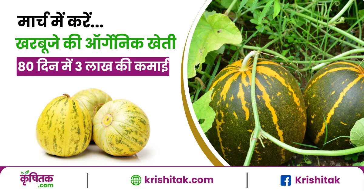Kharbuje Ki Organic kheti