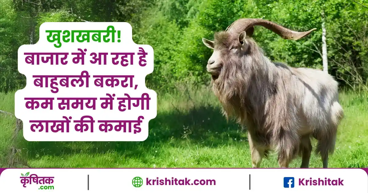 Goat Farming