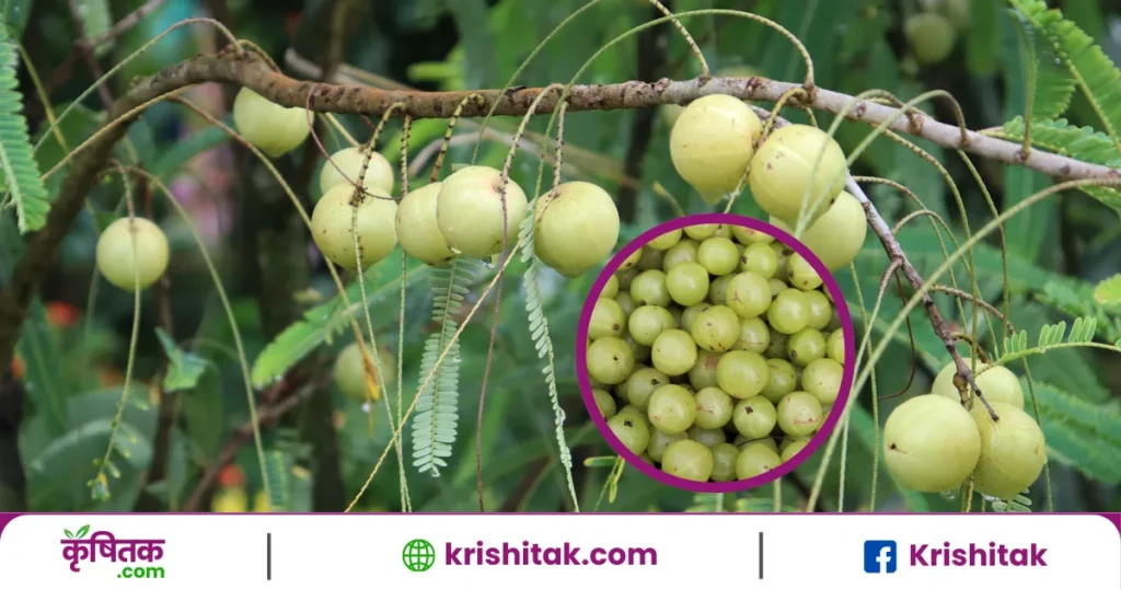 Amla cultivation