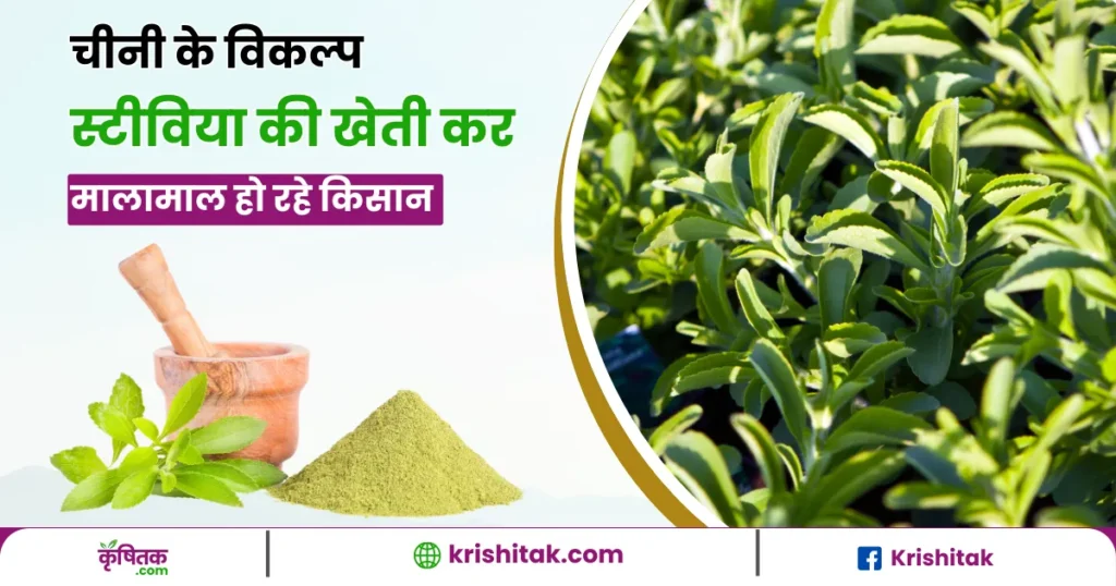 Stevia Ki Kheti