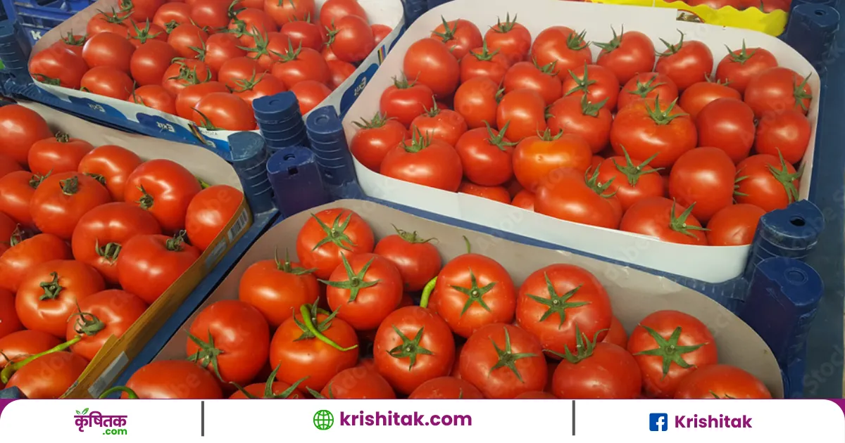 Tomato Price