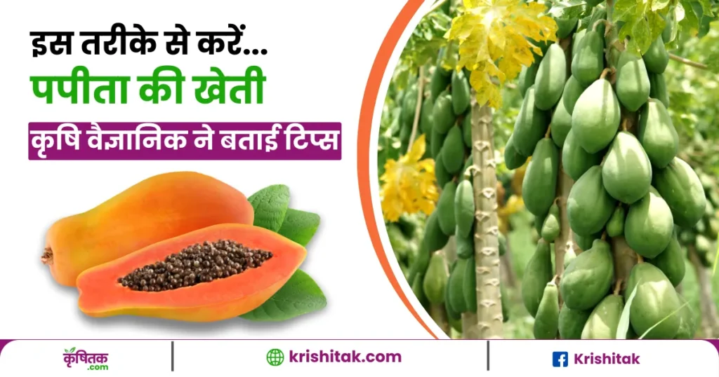 Papaya Cultivate Tips