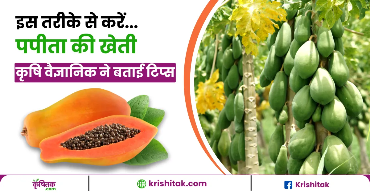 Papaya Cultivate Tips