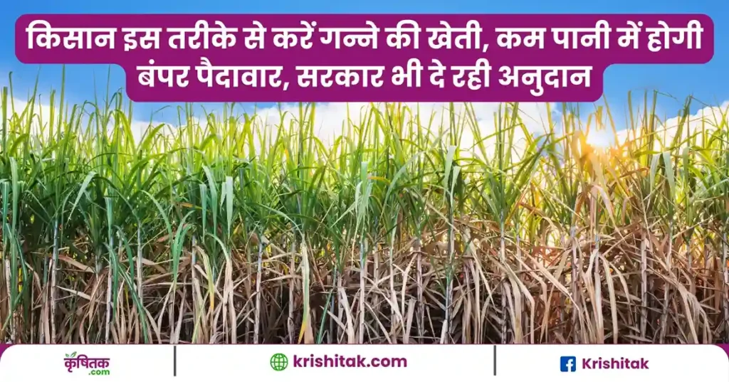 Sugarcane Farming