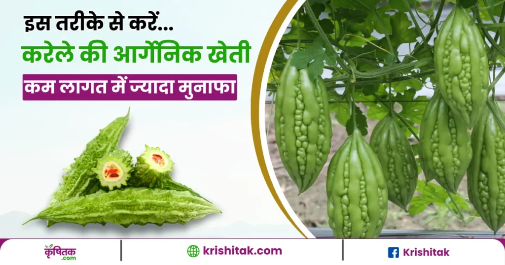 Bitter Gourd Organic Farming