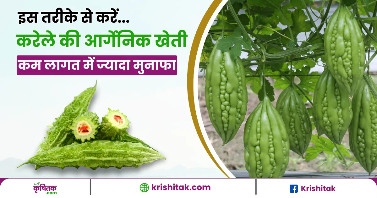 Bitter Gourd Organic Farming