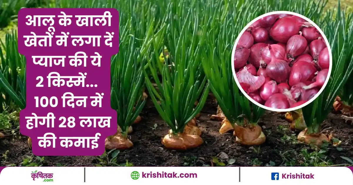Onion Farming Tips