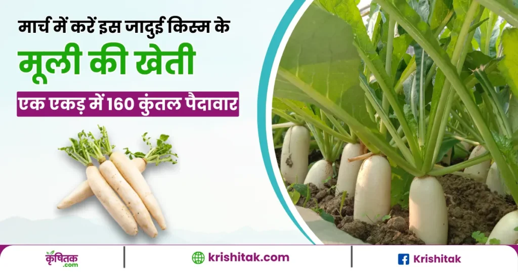 Radish Farming Tips