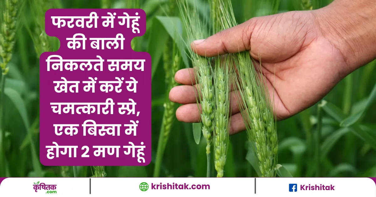 Spray this in the field when wheat ear comes out