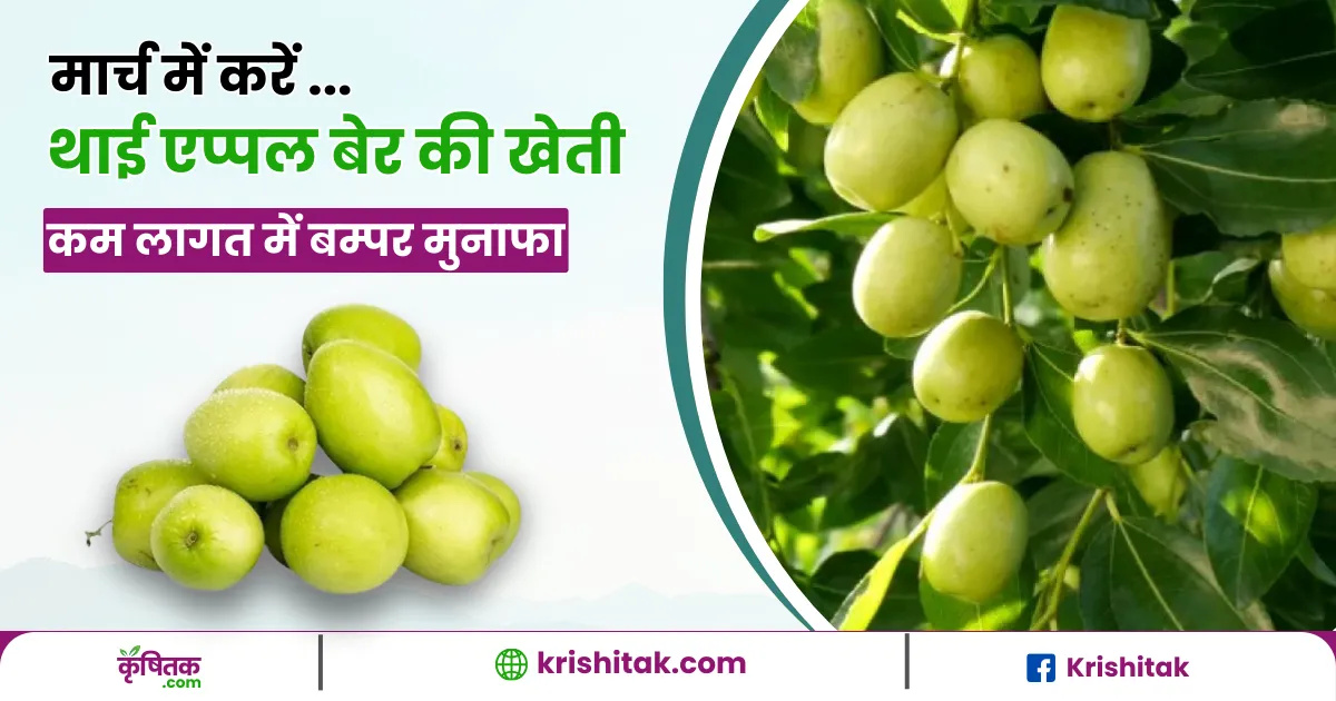 Thai apple ber ki kheti