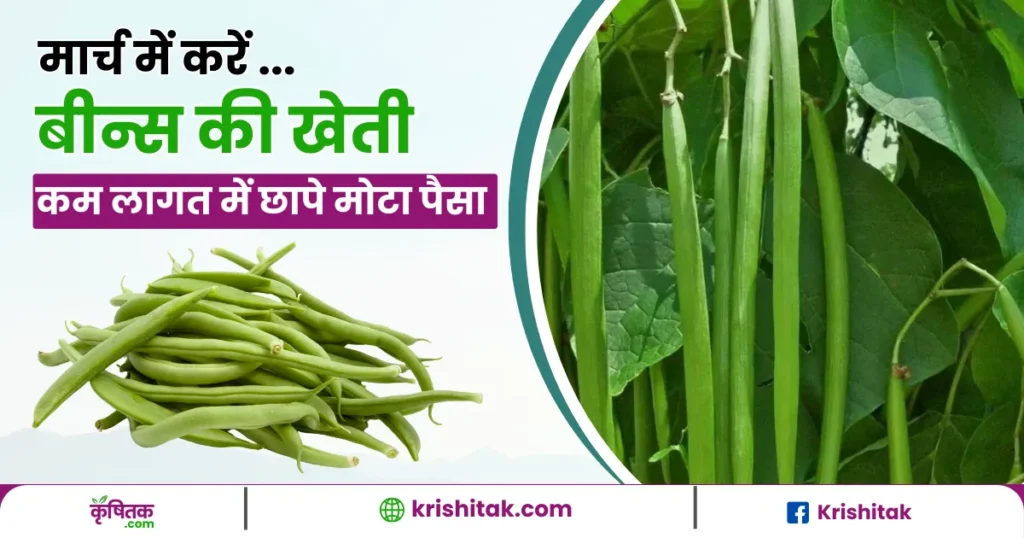 Beans ki organic kheti
