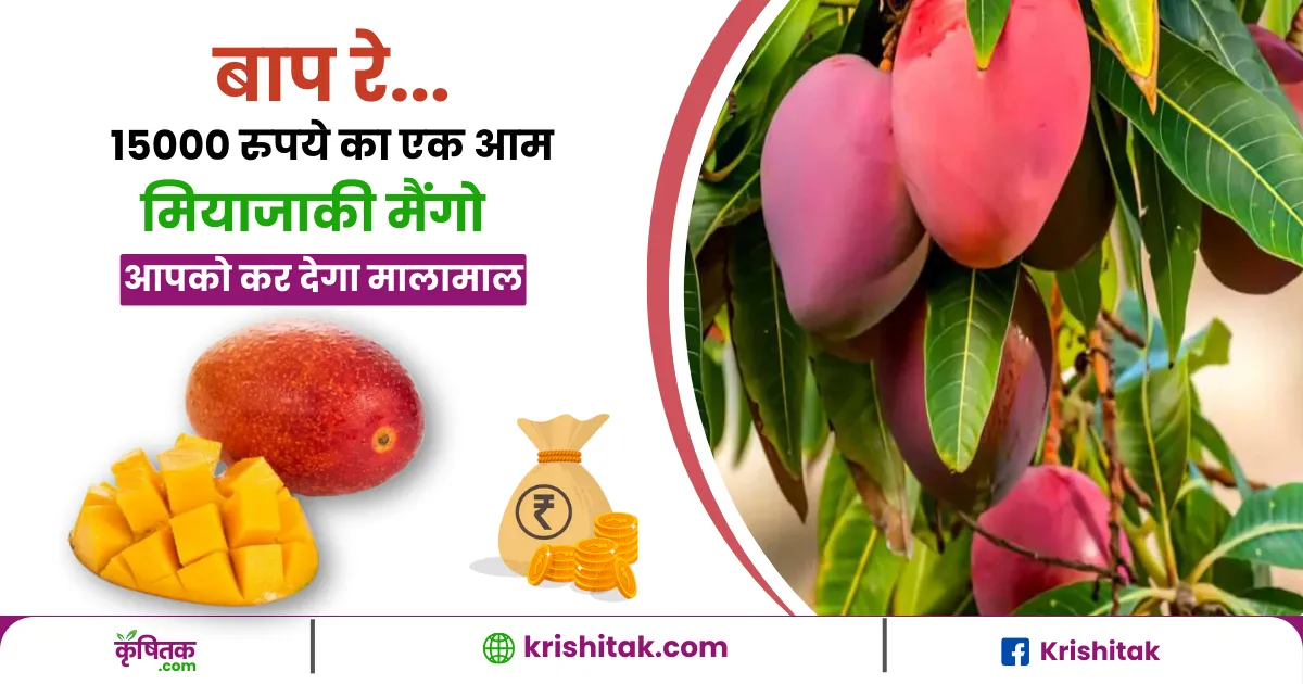 Miyazaki Mango ki kheti