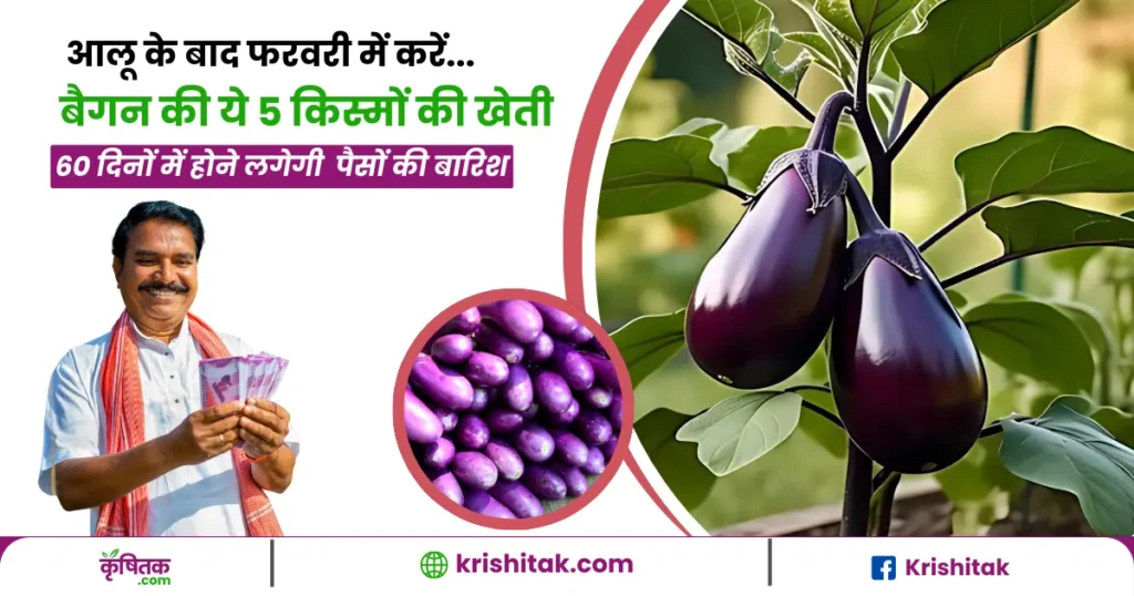 Brinjal Cultivation