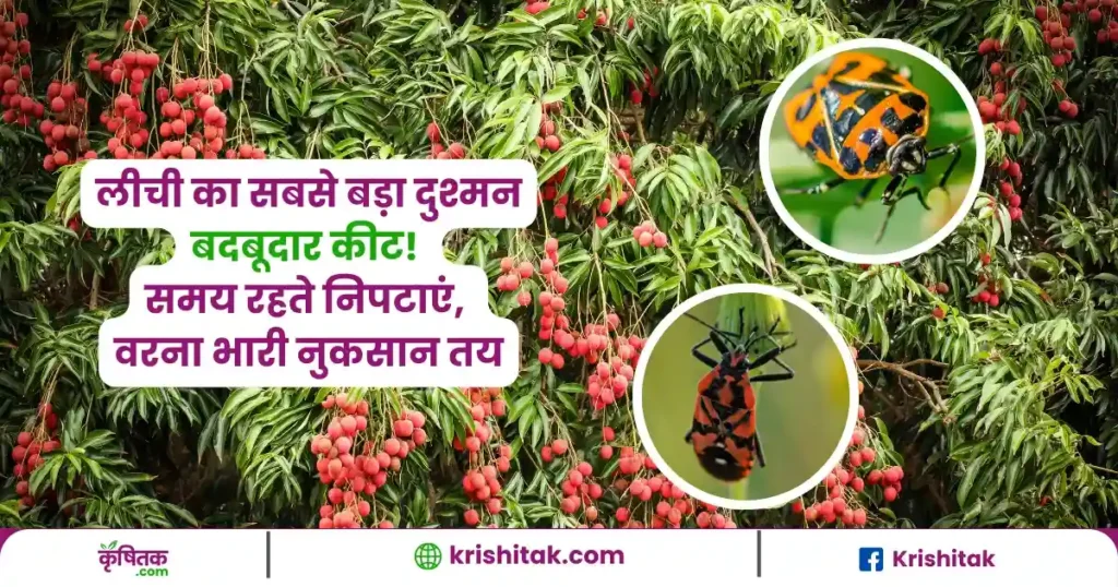 स्टिंक बग